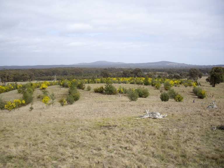 2012 top of hill looking to maldon