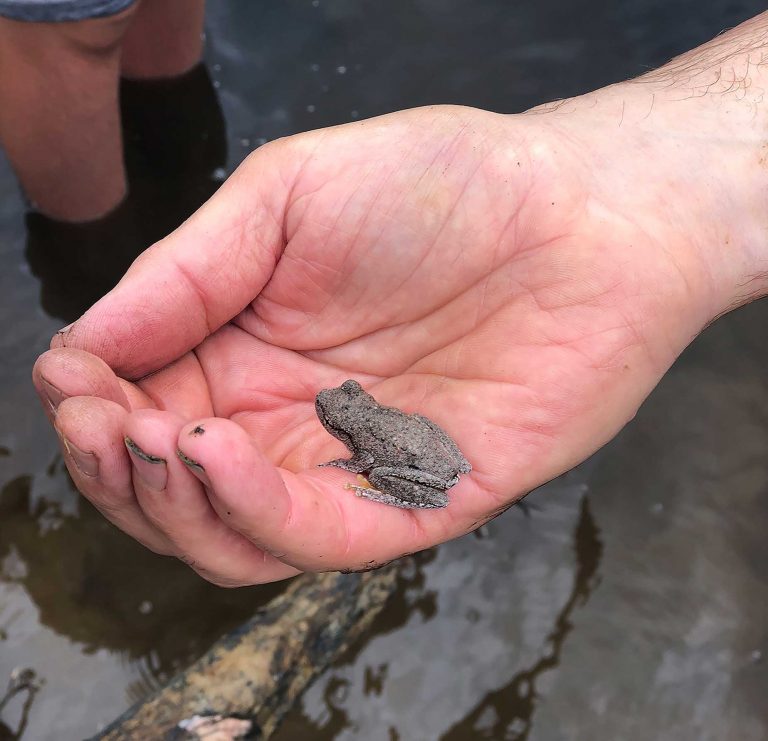 a-frog-in-the-hand-web