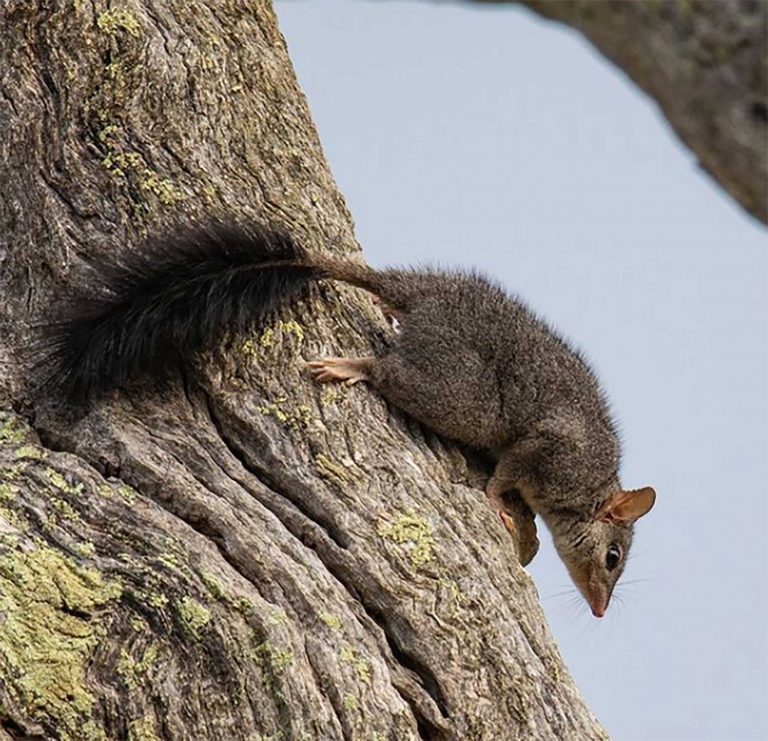 brush-tailed-phascogale-web