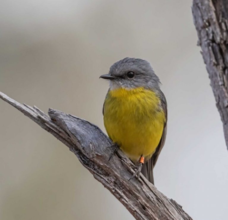 eastern-yellow-robin-web