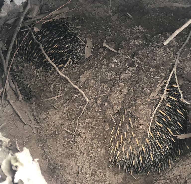 echindas sleeping in log web