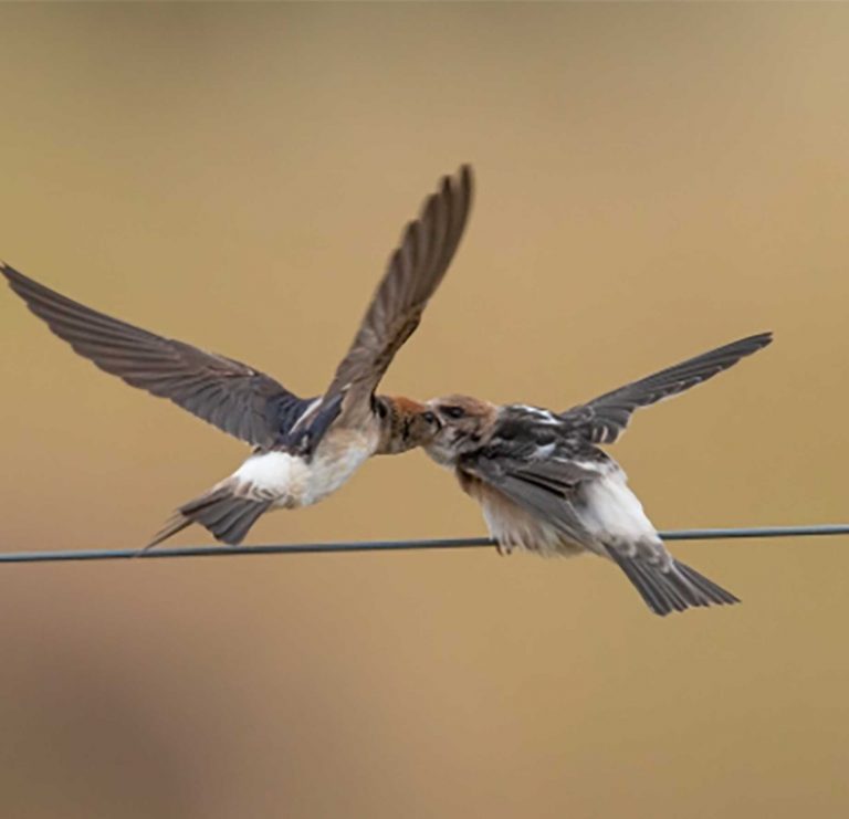 fairy-martin-being-fed-by-parent-web