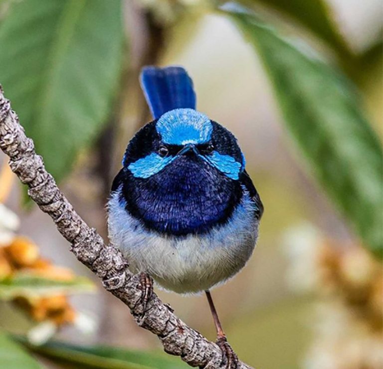 male-fairy-wren-web