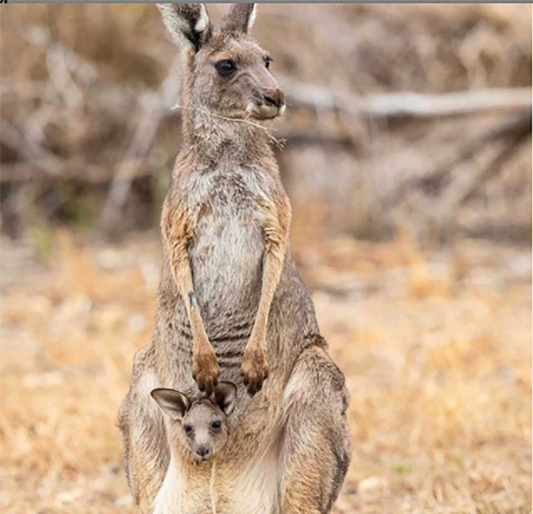 mum-and-baby-in-pouch-kangaroo-web