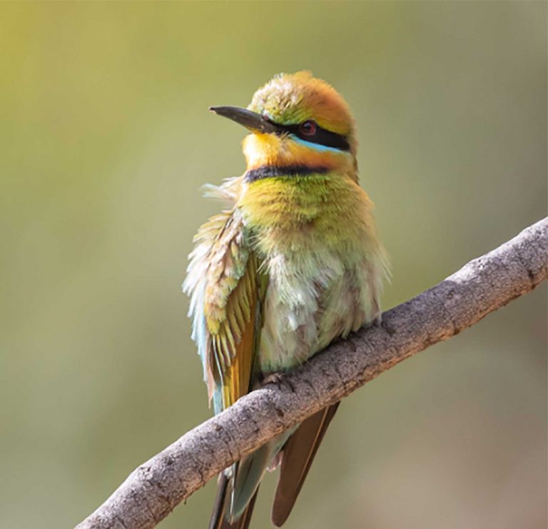 rainbow-bee-eater-web-2