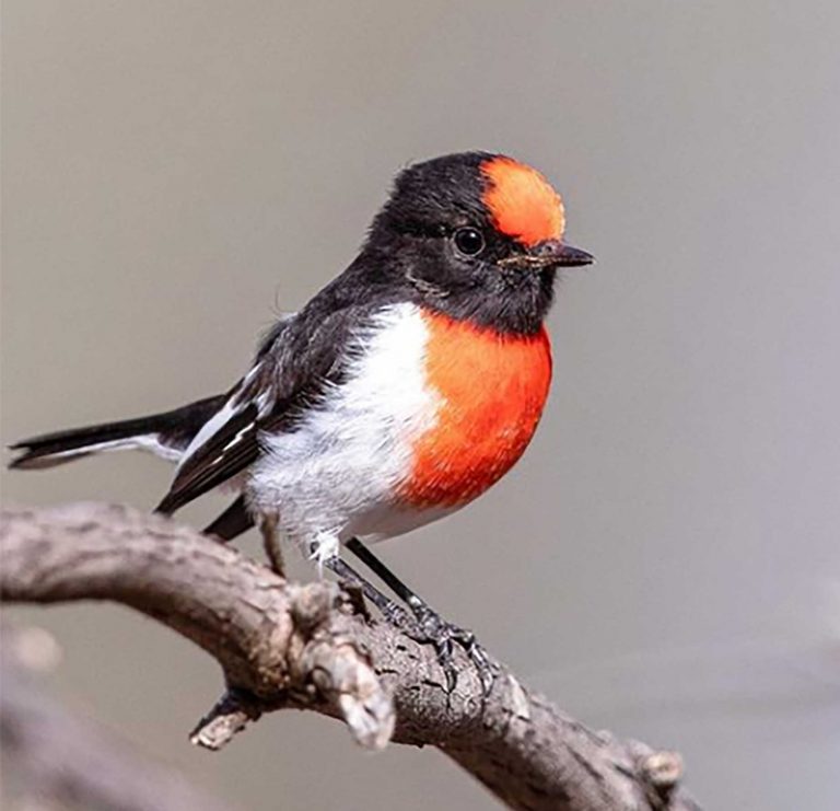 robin-red-web