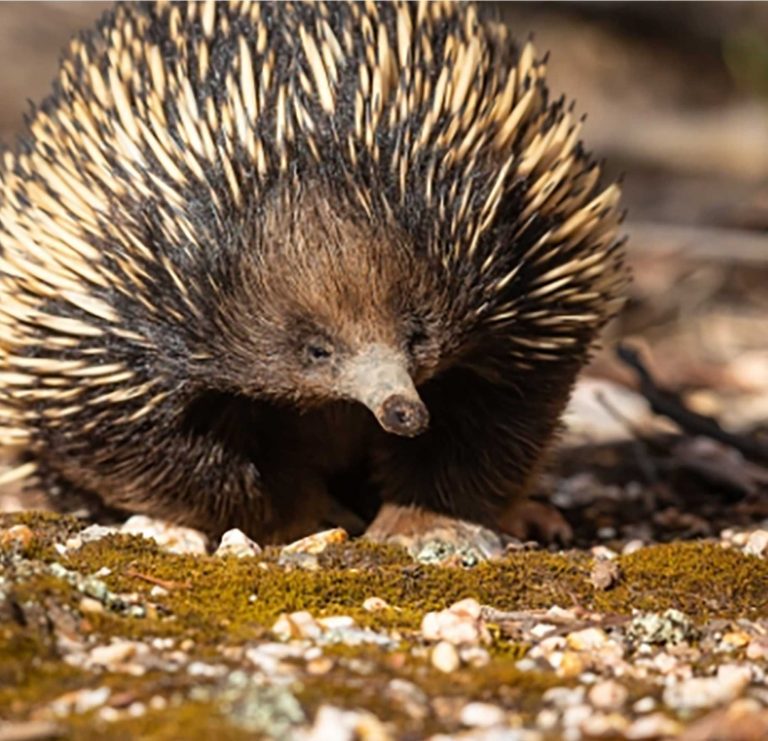 short-beaked-echidna-web