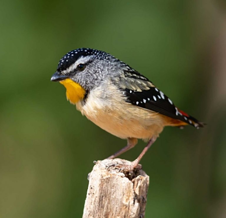 spotted-pardalot-web