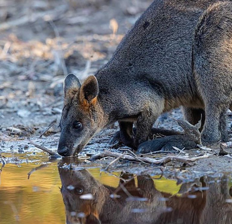 swamp-wallaby-web