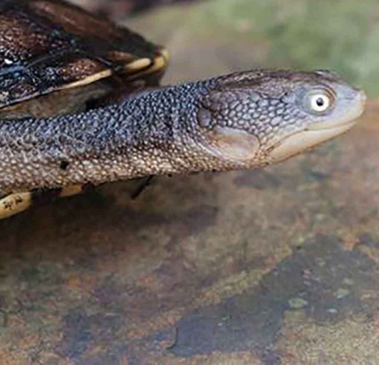 the-fucking-turtle