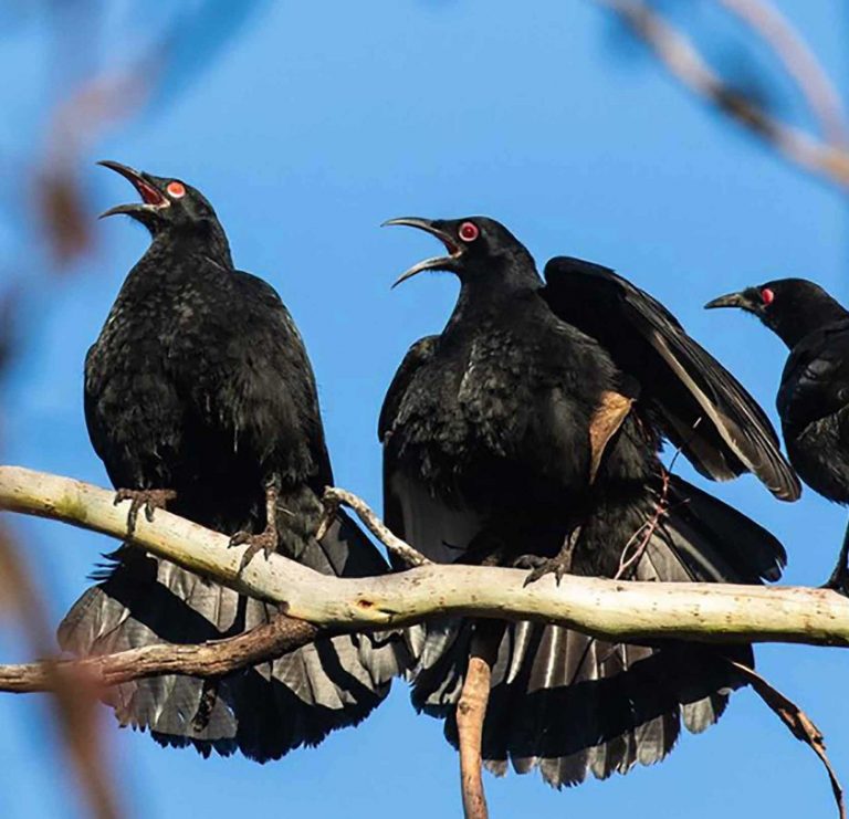 white-winged-choughs-web