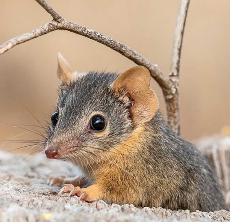 yellow-footed-antichinis-web