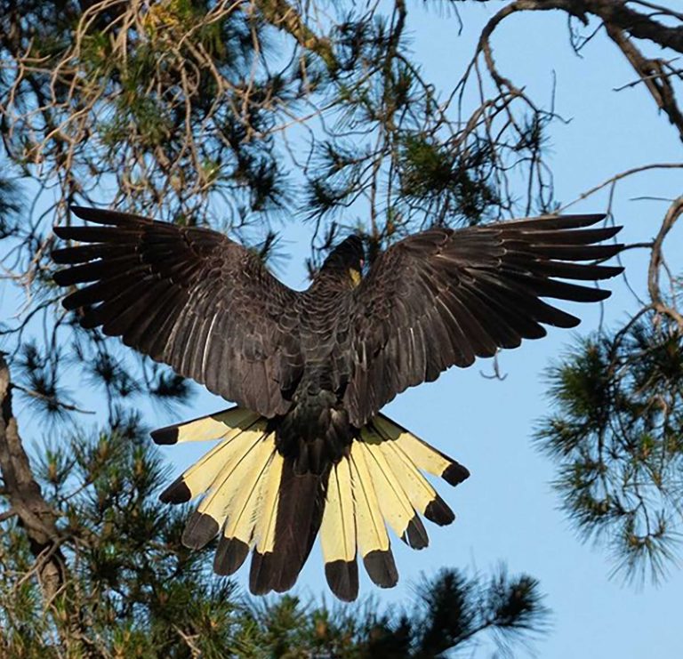 yellow-tailed-cockatoo-web