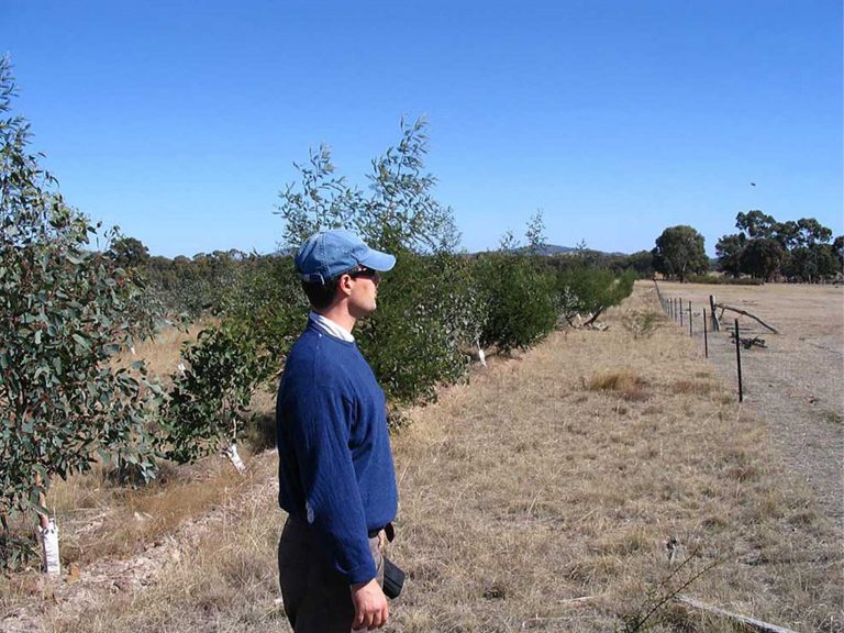 2006 north fence planting