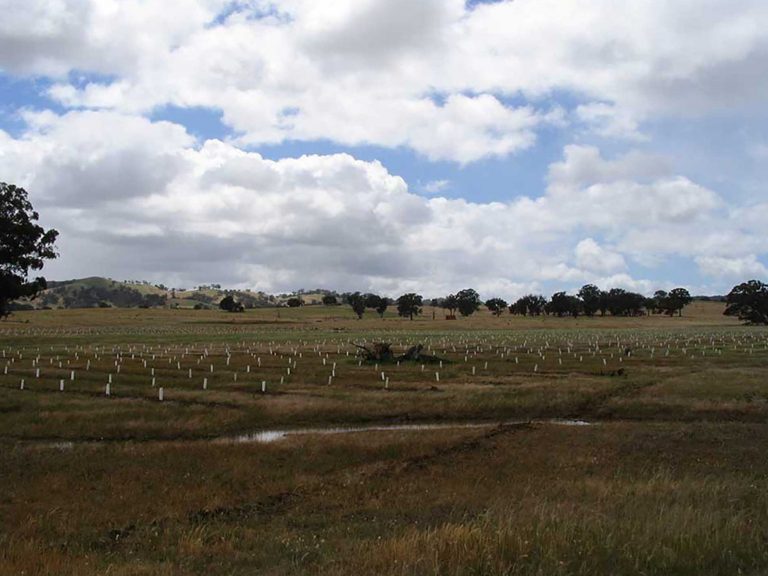 2004 seedlings in