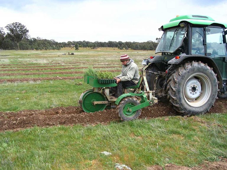 2004 seedling plantings