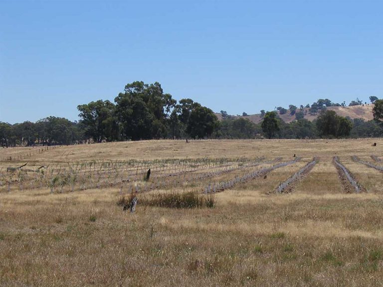 2005 Jan Sheoak seedlings