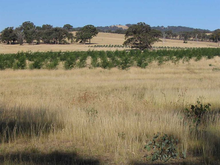 2005 Dec seedlings flourishing