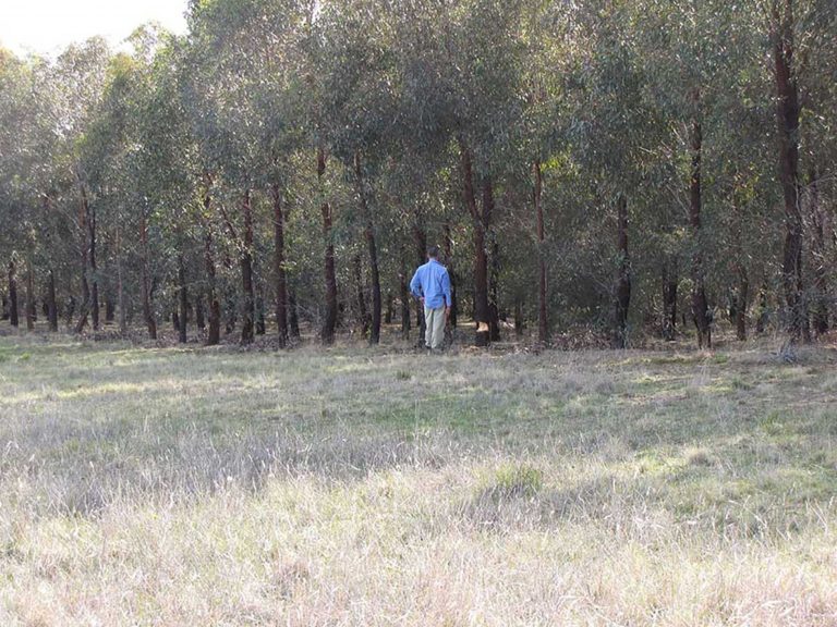 2012 North fence forest