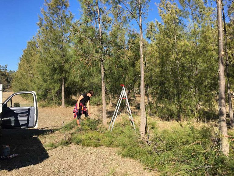 2017 thinning Sheoak planting